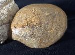Neocrassina obliqua (LAMARCK 1819) - Bild &copy; FossNet FossilienStore